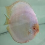 Red Volcano San Merah Discus Fish in an aqaurium. White Body with yellow accents.