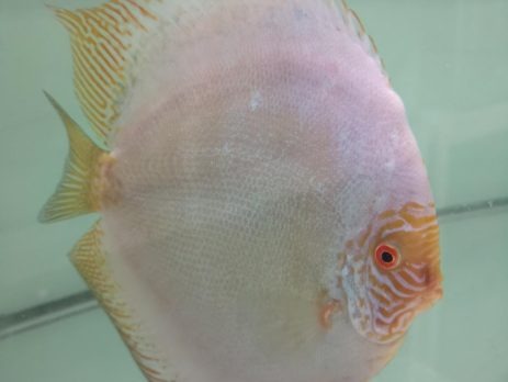 Red Volcano San Merah Discus Fish in an aqaurium. White Body with yellow accents.