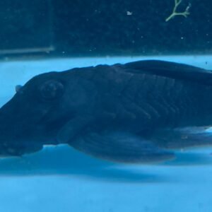 Blue Panaque Pleco L239 - Image 1