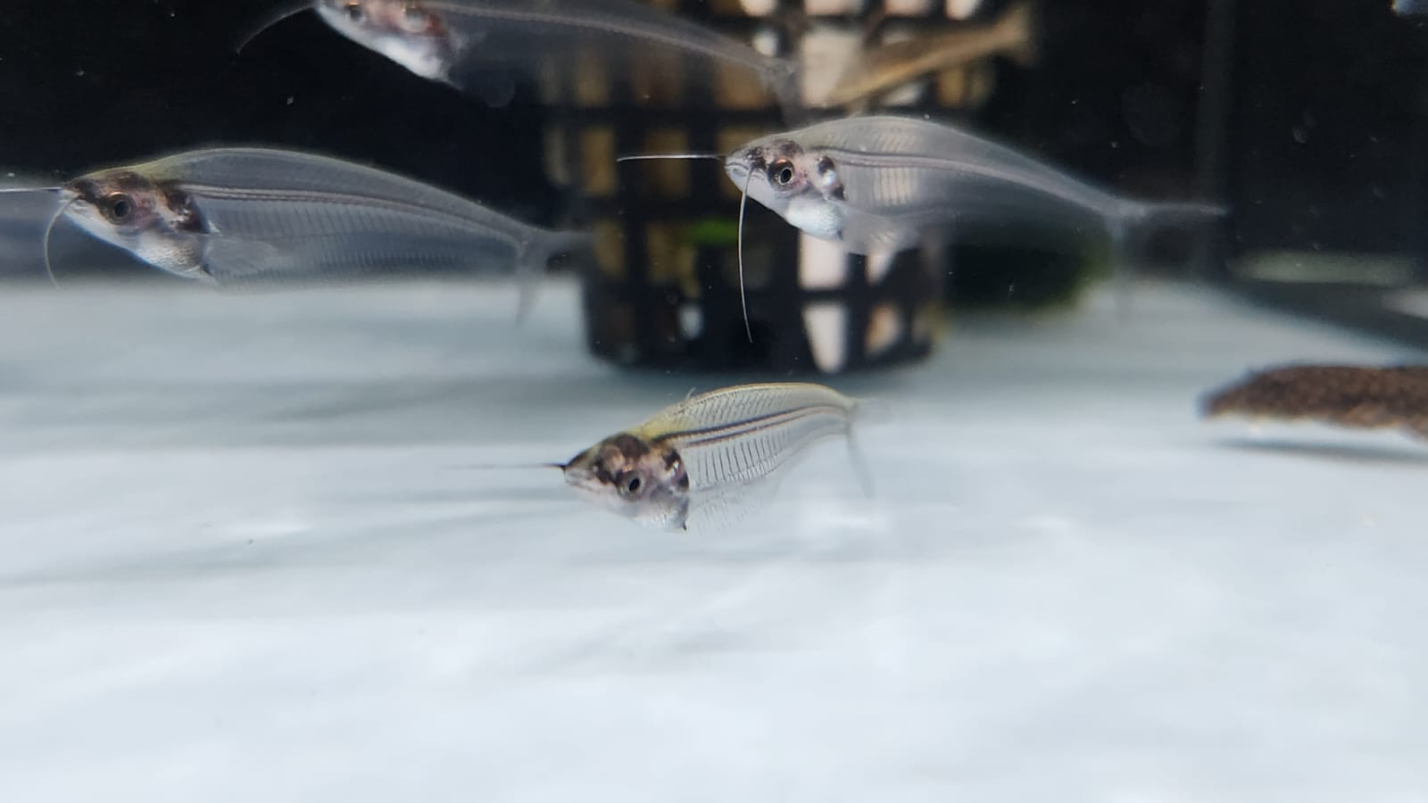 glass catfish1