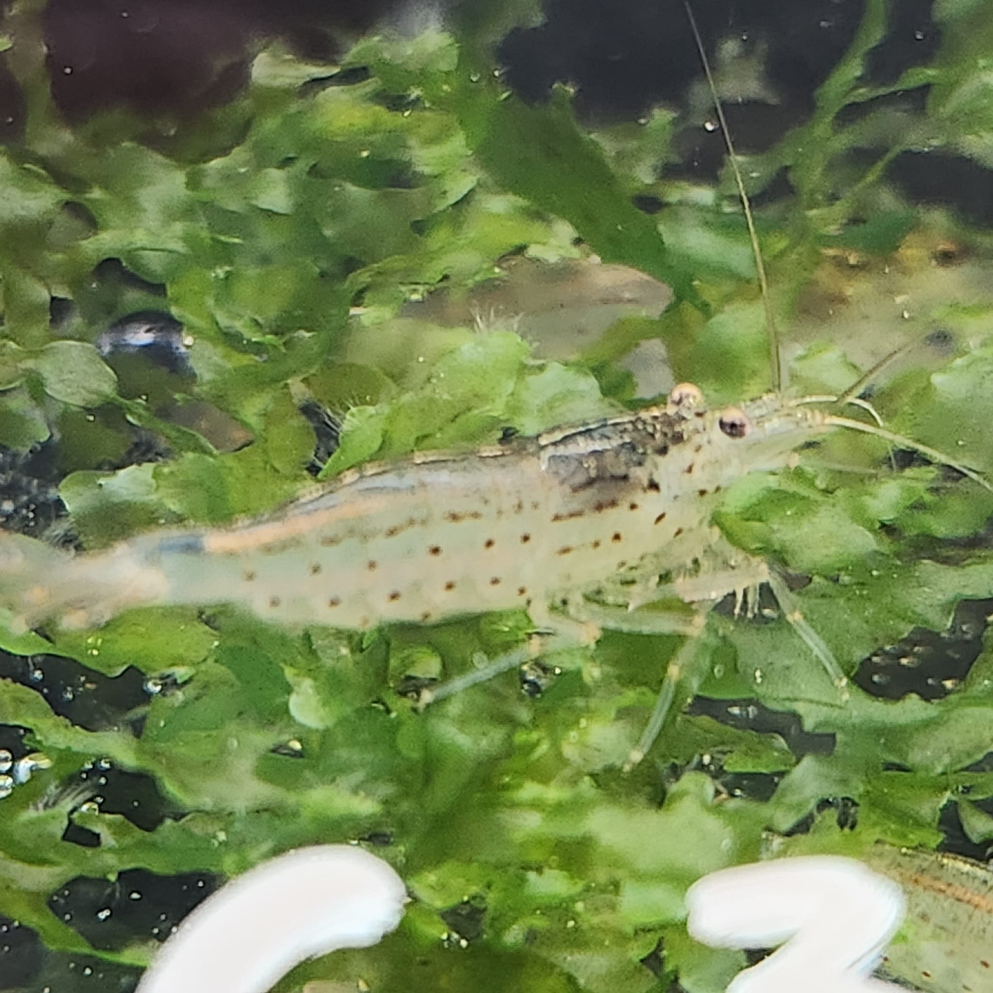Amano shrimp1