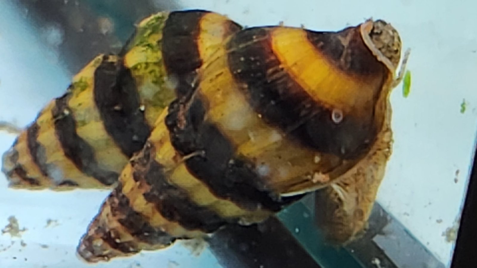 3 Live Assassin Snails (Clea Helena) - Freshwater Pest Control - USA Bred