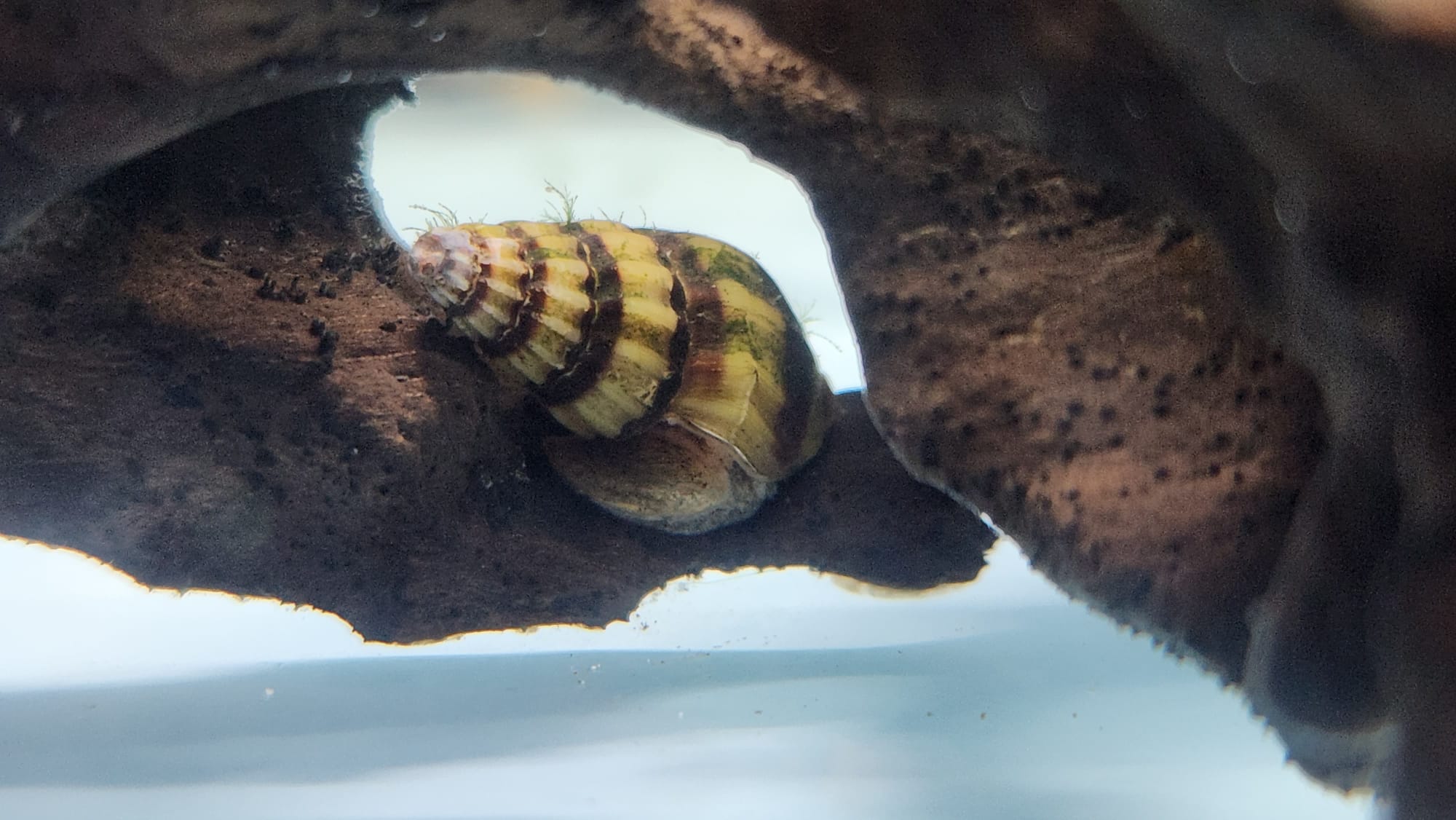 Assasin snail2