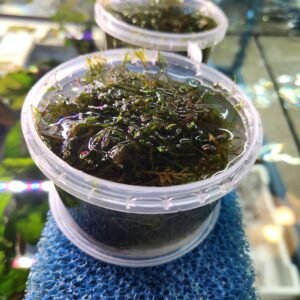 Vesicularia Dubyana Moss – pot - Image 2