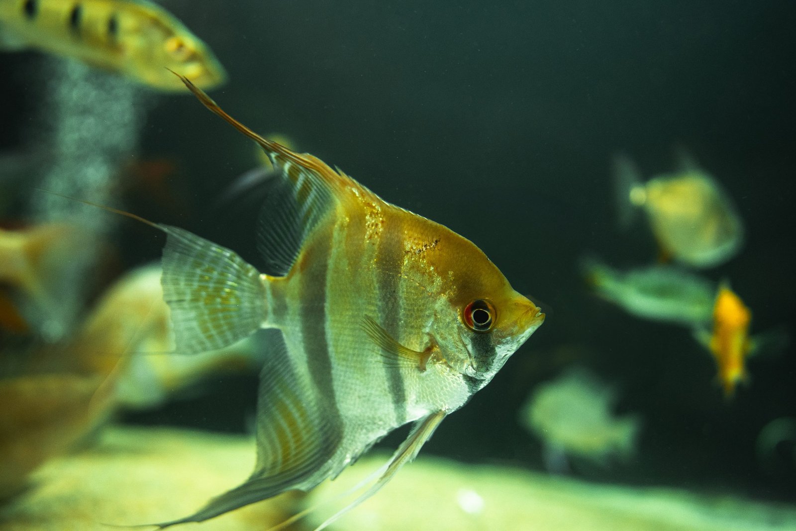 Wild Santa Isabel Altum Angel XXL - Rainforest Fish