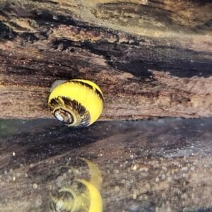 Clinthon Thorn Zebra Snail - Image 1