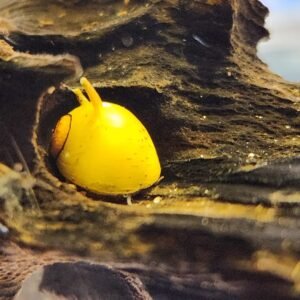 Clinthon Thorn Zebra Snail - Image 3