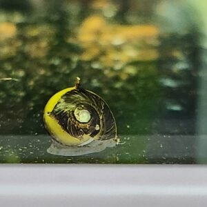 Clinthon Thorn Zebra Snail - Image 5