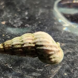 neritina snail king