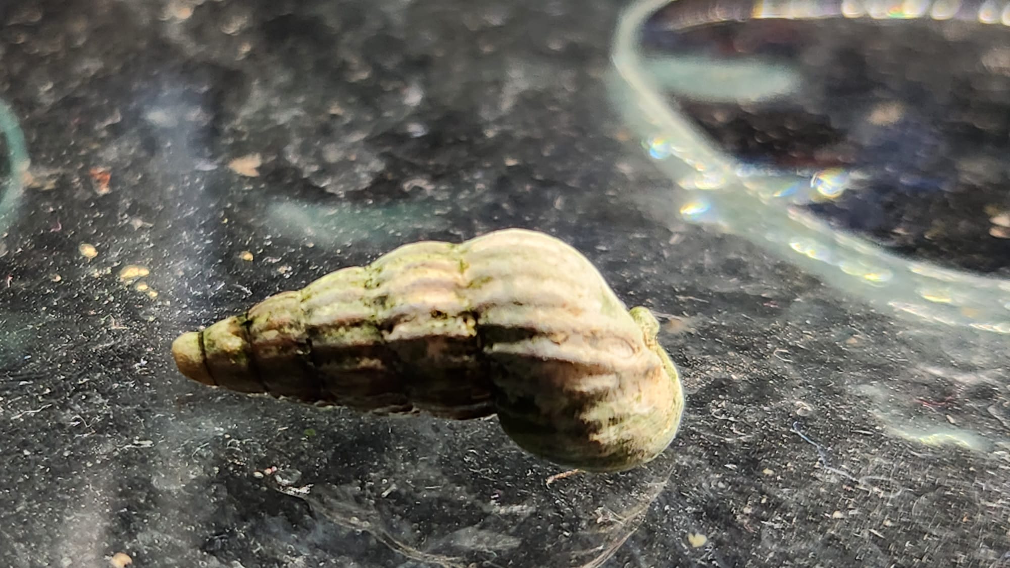 neritina snail king