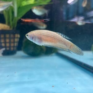 Wild Alien Blue Betta – female - Image 1