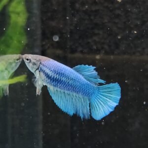 Halfmoon Betta Female - Image 1