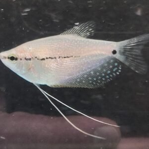 Pearl Gourami - Image 1