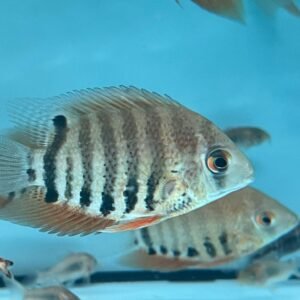 Severum - Image 1