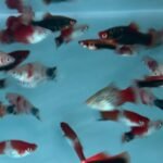 rainforestfish