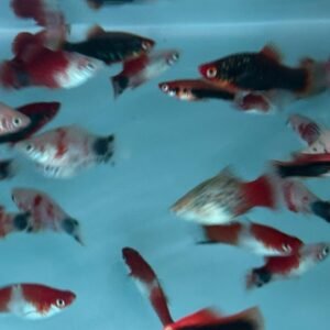rainforestfish