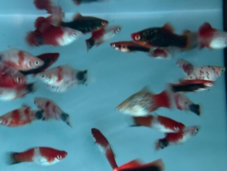 rainforestfish