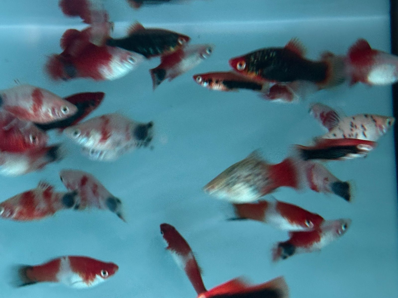rainforestfish
