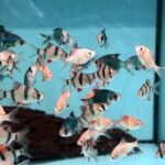 rainforestfish