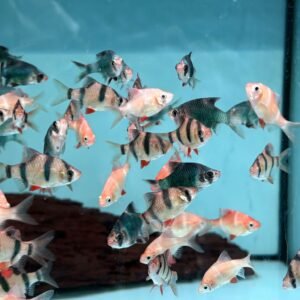 rainforestfish