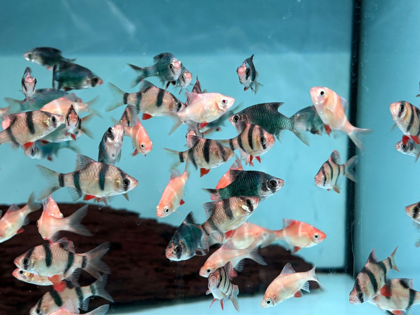 rainforestfish