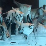 rainforestfish