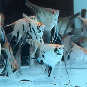 rainforestfish