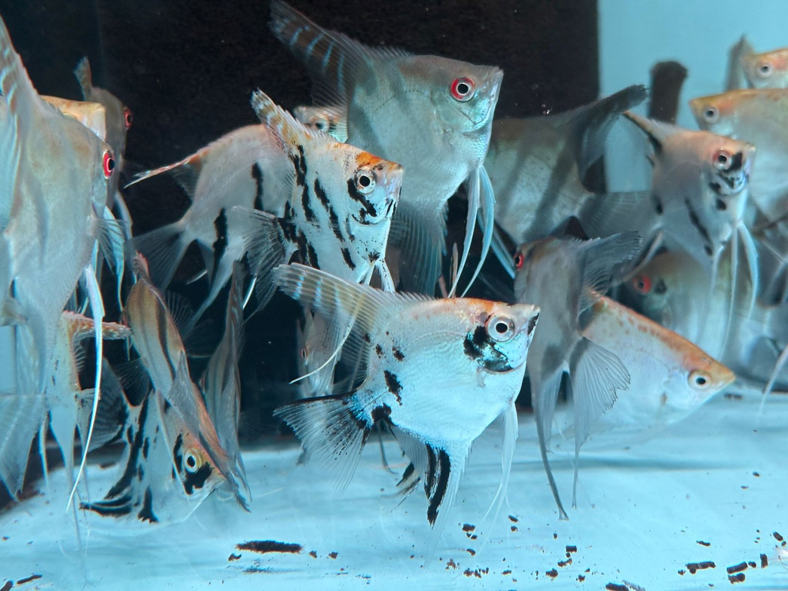 rainforestfish